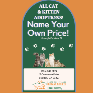 Pink Illustrated Cat Adoption Instagram Story