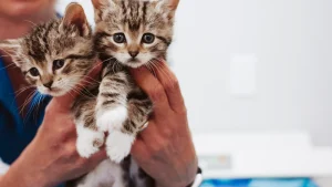 Kittens