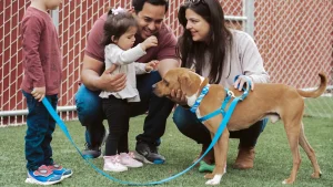 Adopt
