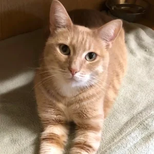 Adopt a Cat