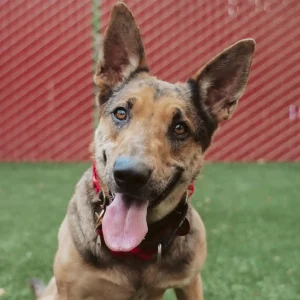 Adopt a dog